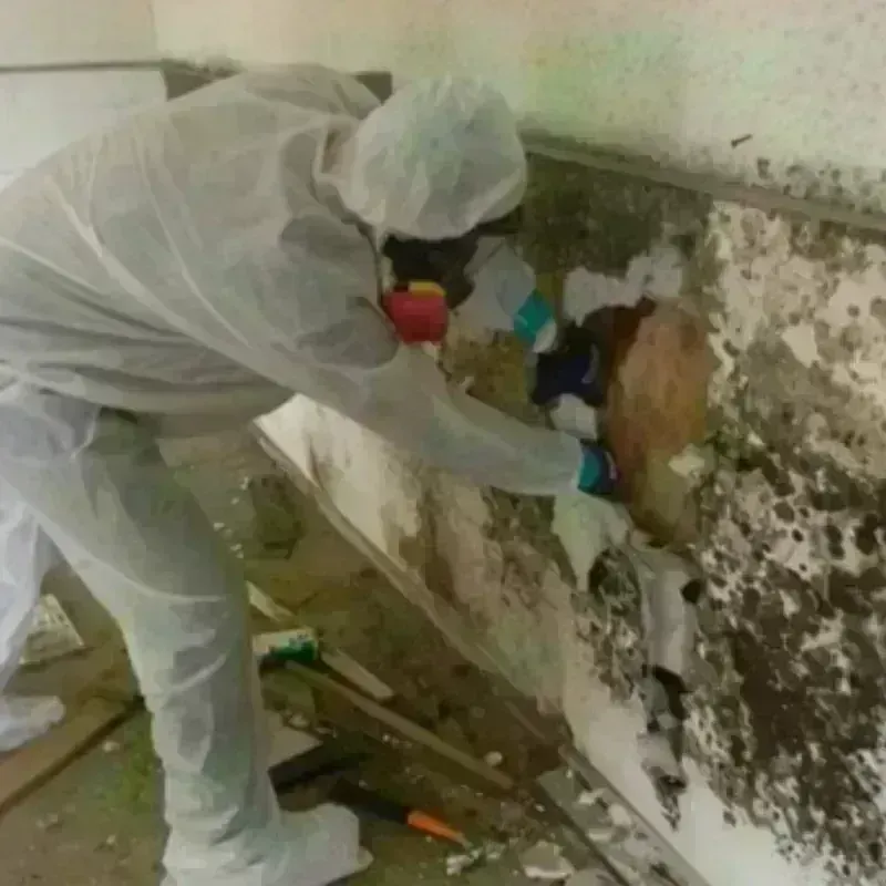 Mold Remediation and Removal in Robinson, TX